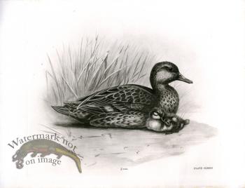 Bird 17   TEAL FEMALE